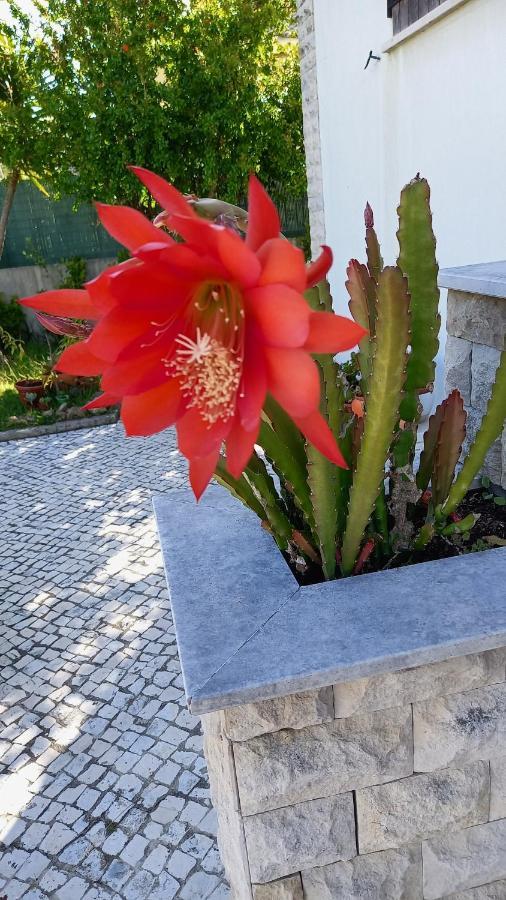 Telesico Residencia Hotel Pombal  Kültér fotó